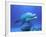 Bottlenose Dolphin-Stephen Frink-Framed Photographic Print