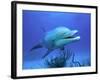 Bottlenose Dolphin-Stephen Frink-Framed Photographic Print