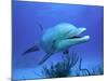 Bottlenose Dolphin-Stephen Frink-Mounted Photographic Print