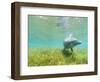 Bottlenose Dolphin-Stuart Westmorland-Framed Photographic Print