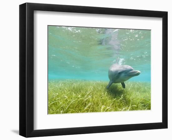 Bottlenose Dolphin-Stuart Westmorland-Framed Photographic Print