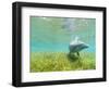 Bottlenose Dolphin-Stuart Westmorland-Framed Photographic Print