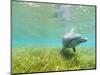 Bottlenose Dolphin-Stuart Westmorland-Mounted Photographic Print