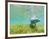 Bottlenose Dolphin-Stuart Westmorland-Framed Photographic Print