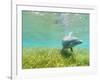 Bottlenose Dolphin-Stuart Westmorland-Framed Photographic Print