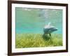 Bottlenose Dolphin-Stuart Westmorland-Framed Photographic Print