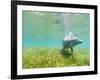 Bottlenose Dolphin-Stuart Westmorland-Framed Photographic Print