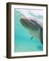 Bottlenose Dolphin-Stuart Westmorland-Framed Photographic Print