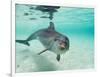 Bottlenose Dolphin-Stuart Westmorland-Framed Photographic Print