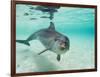 Bottlenose Dolphin-Stuart Westmorland-Framed Photographic Print