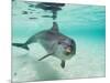 Bottlenose Dolphin-Stuart Westmorland-Mounted Photographic Print