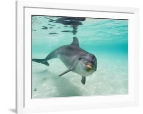 Bottlenose Dolphin-Stuart Westmorland-Framed Photographic Print