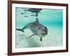 Bottlenose Dolphin-Stuart Westmorland-Framed Photographic Print