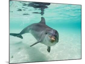 Bottlenose Dolphin-Stuart Westmorland-Mounted Photographic Print