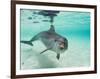 Bottlenose Dolphin-Stuart Westmorland-Framed Photographic Print