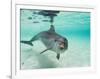 Bottlenose Dolphin-Stuart Westmorland-Framed Photographic Print