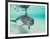 Bottlenose Dolphin-Stuart Westmorland-Framed Photographic Print