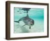 Bottlenose Dolphin-Stuart Westmorland-Framed Photographic Print