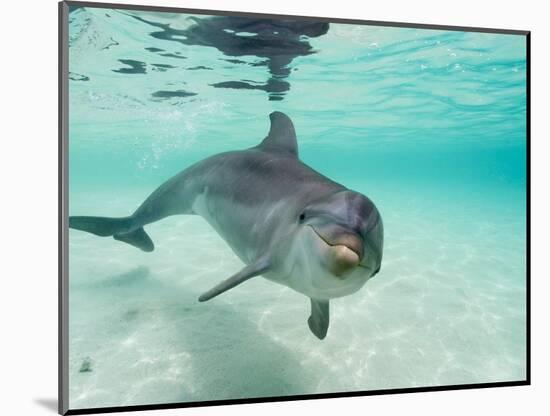 Bottlenose Dolphin-Stuart Westmorland-Mounted Photographic Print