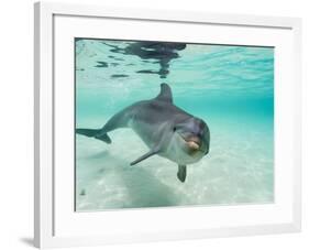 Bottlenose Dolphin-Stuart Westmorland-Framed Photographic Print