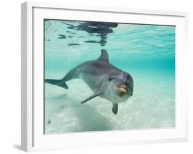 Bottlenose Dolphin-Stuart Westmorland-Framed Photographic Print