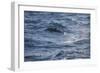 Bottlenose Dolphin-DLILLC-Framed Photographic Print