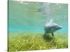 Bottlenose Dolphin-Stuart Westmorland-Stretched Canvas