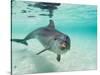 Bottlenose Dolphin-Stuart Westmorland-Stretched Canvas