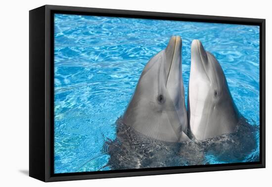 Bottlenose Dolphins, 2 Together with Noses Out of the Water-Augusto Leandro Stanzani-Framed Stretched Canvas