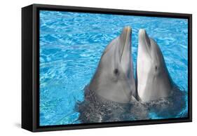 Bottlenose Dolphins, 2 Together with Noses Out of the Water-Augusto Leandro Stanzani-Framed Stretched Canvas