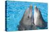 Bottlenose Dolphins, 2 Together with Noses Out of the Water-Augusto Leandro Stanzani-Stretched Canvas