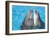 Bottlenose Dolphins, 2 Together with Noses Out of the Water-Augusto Leandro Stanzani-Framed Photographic Print