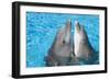 Bottlenose Dolphins, 2 Together with Noses Out of the Water-Augusto Leandro Stanzani-Framed Photographic Print