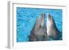 Bottlenose Dolphins, 2 Together with Noses Out of the Water-Augusto Leandro Stanzani-Framed Photographic Print