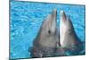 Bottlenose Dolphins, 2 Together with Noses Out of the Water-Augusto Leandro Stanzani-Mounted Photographic Print