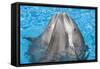 Bottlenose Dolphins, 3 Together with Noses Out of the Water-Augusto Leandro Stanzani-Framed Stretched Canvas