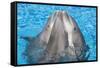Bottlenose Dolphins, 3 Together with Noses Out of the Water-Augusto Leandro Stanzani-Framed Stretched Canvas