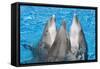 Bottlenose Dolphins, 3 Together with Noses Out of the Water-Augusto Leandro Stanzani-Framed Stretched Canvas