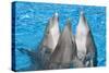 Bottlenose Dolphins, 3 Together with Noses Out of the Water-Augusto Leandro Stanzani-Stretched Canvas