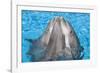 Bottlenose Dolphins, 3 Together with Noses Out of the Water-Augusto Leandro Stanzani-Framed Photographic Print