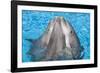 Bottlenose Dolphins, 3 Together with Noses Out of the Water-Augusto Leandro Stanzani-Framed Photographic Print