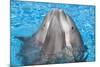 Bottlenose Dolphins, 3 Together with Noses Out of the Water-Augusto Leandro Stanzani-Mounted Photographic Print