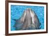 Bottlenose Dolphins, 3 Together with Noses Out of the Water-Augusto Leandro Stanzani-Framed Photographic Print