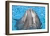 Bottlenose Dolphins, 3 Together with Noses Out of the Water-Augusto Leandro Stanzani-Framed Photographic Print