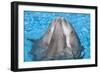 Bottlenose Dolphins, 3 Together with Noses Out of the Water-Augusto Leandro Stanzani-Framed Photographic Print