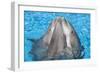 Bottlenose Dolphins, 3 Together with Noses Out of the Water-Augusto Leandro Stanzani-Framed Photographic Print