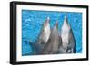 Bottlenose Dolphins, 3 Together with Noses Out of the Water-Augusto Leandro Stanzani-Framed Photographic Print