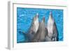 Bottlenose Dolphins, 3 Together with Noses Out of the Water-Augusto Leandro Stanzani-Framed Photographic Print