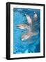 Bottlenose Dolphins, 4 Together with Noses Out of the Water-Augusto Leandro Stanzani-Framed Photographic Print