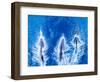 Bottlenose dolphins. Baja California, Sea of Cortez, Mexico.-Tom Norring-Framed Photographic Print